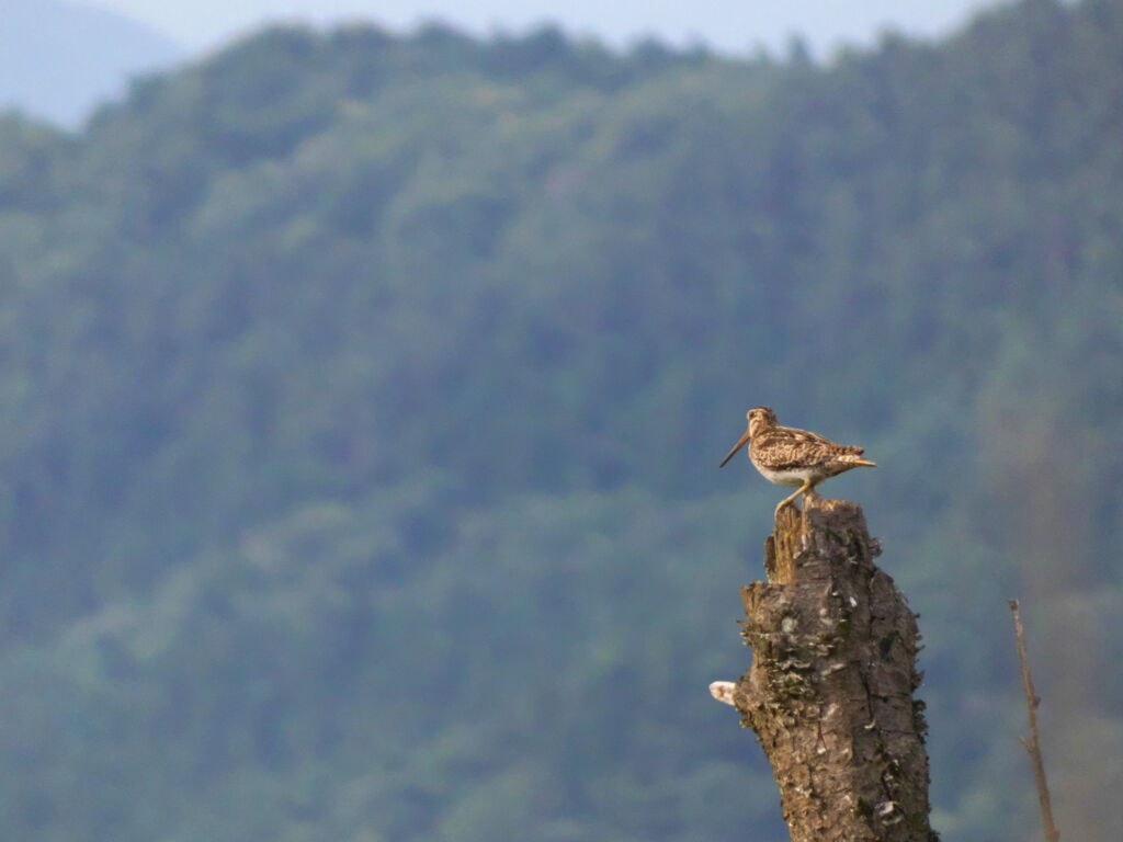 オオジシギ