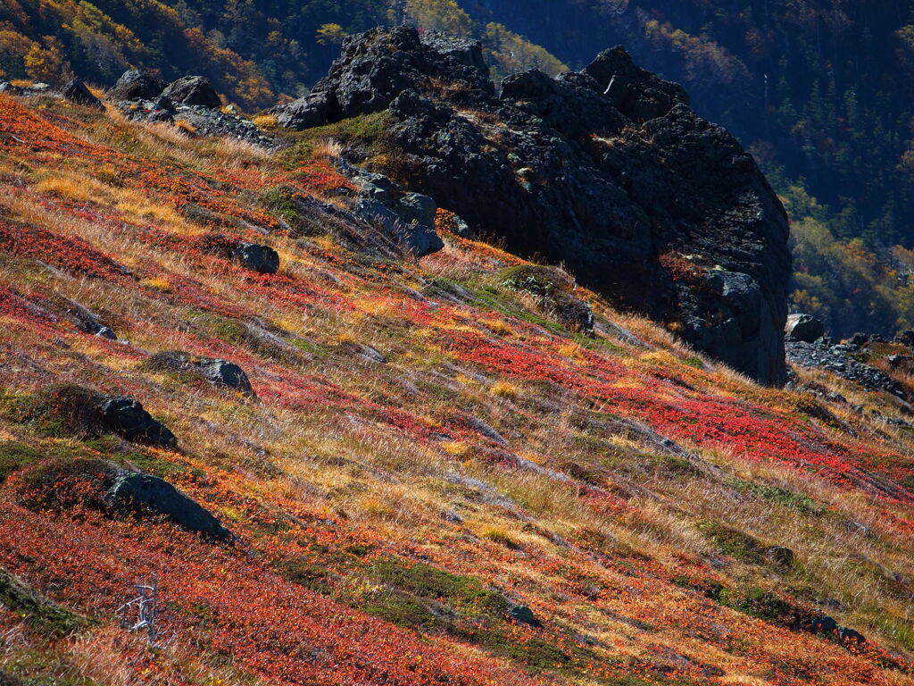 紅葉の山肌@日光白根山