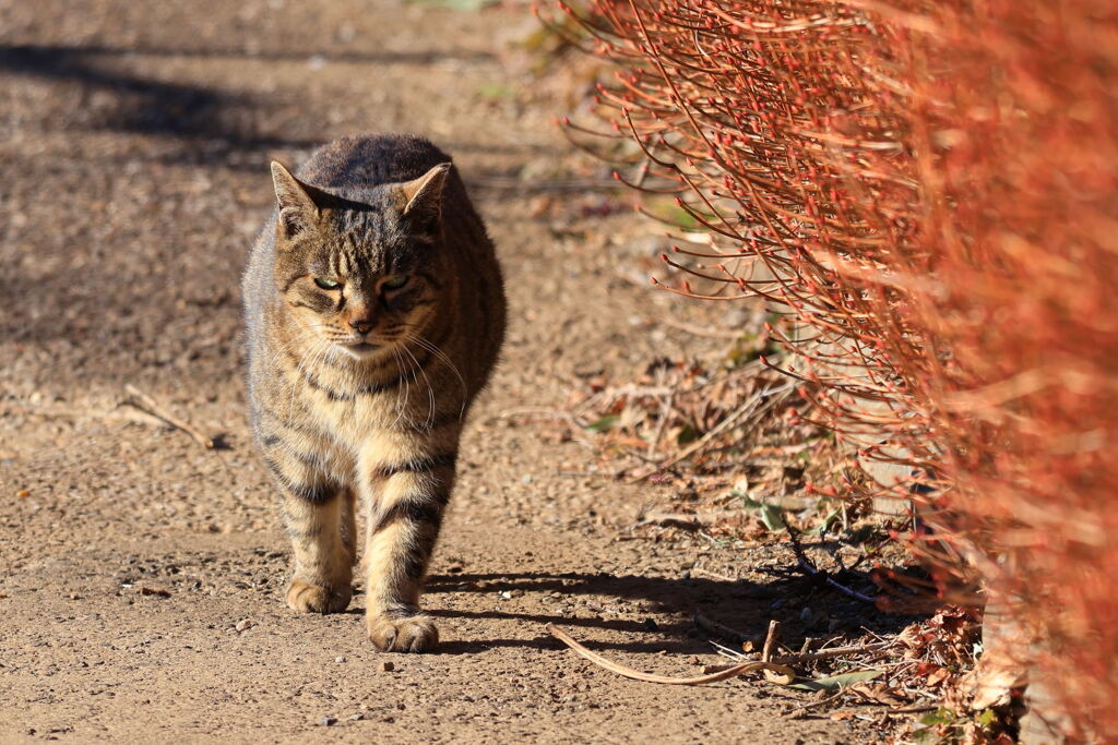 公園の猫