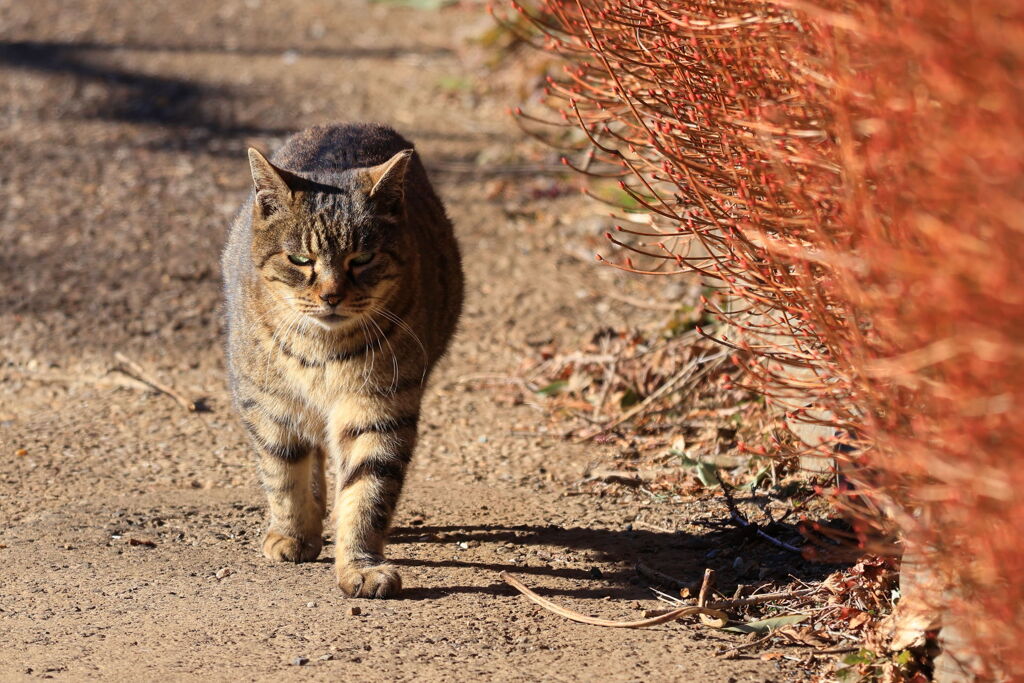 公園の猫