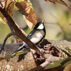 シジュウカラ