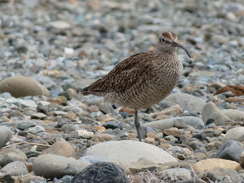 チュウシャクシギ
