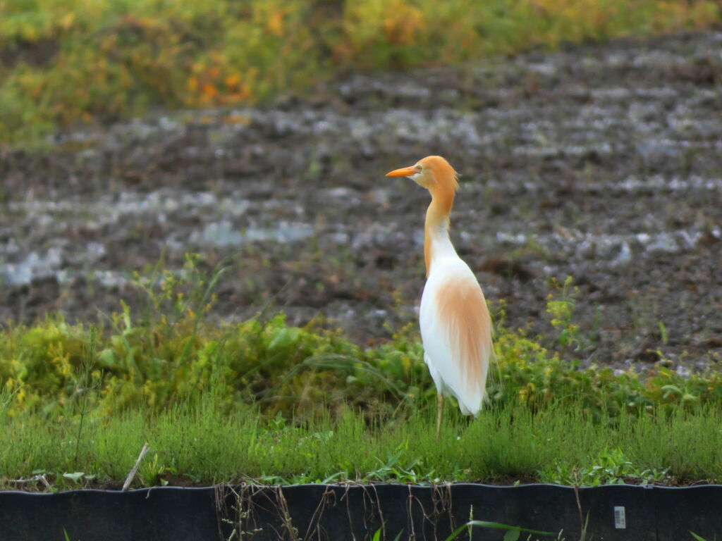 アマサギ
