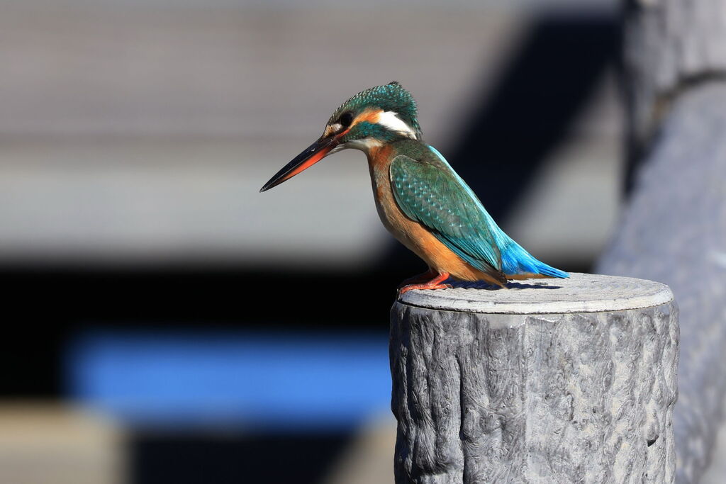 湖面を見つめるカワセミ