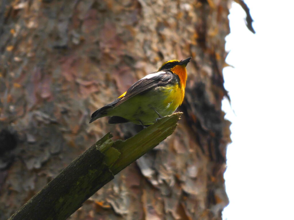 キビタキ