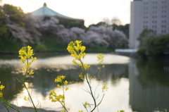 皇居の桜と菜の花
