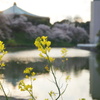 皇居の桜と菜の花
