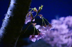 夜桜その２