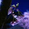 夜桜その２