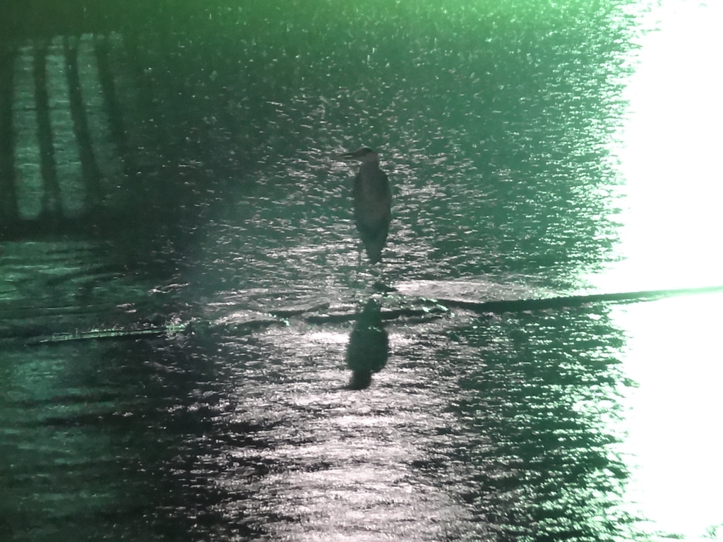 呉にて。雨の中、川に佇む鷺。