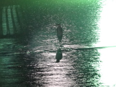 呉にて。雨の中、川に佇む鷺。