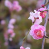 高幡不動の枝垂れ梅