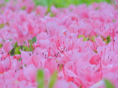 ツツジ