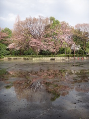 雨上がり