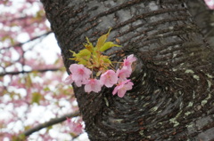 河津桜3