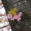 河津桜3