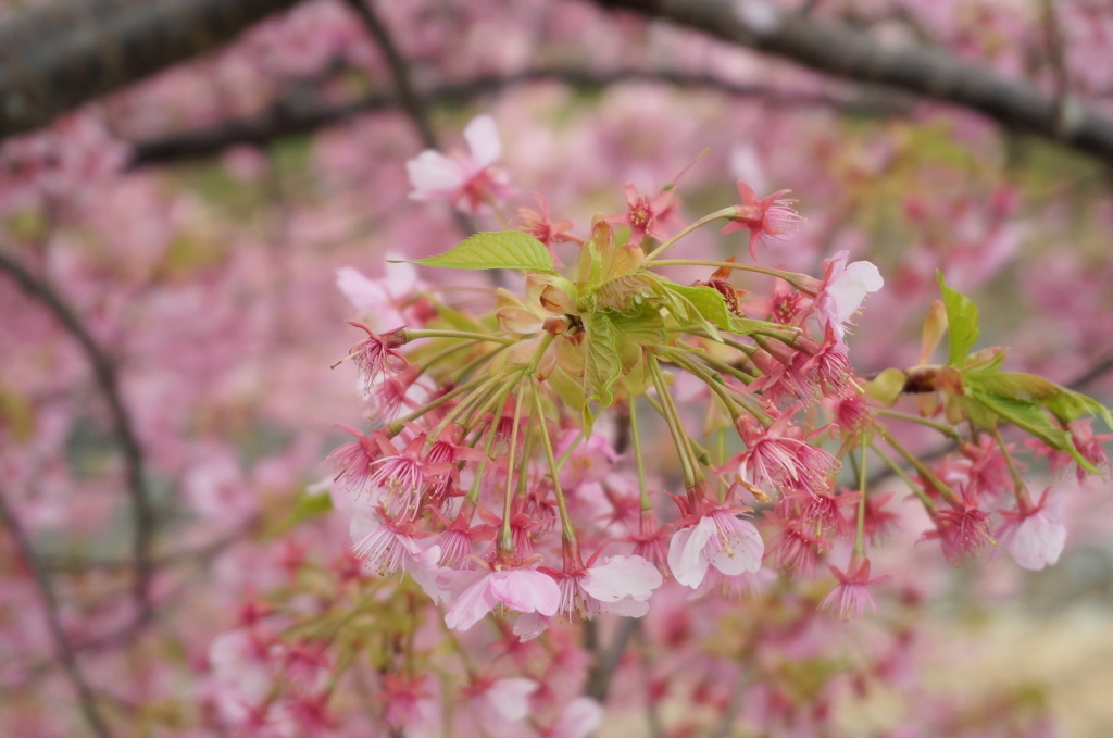 河津桜2