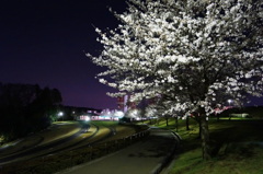 夜桜その１