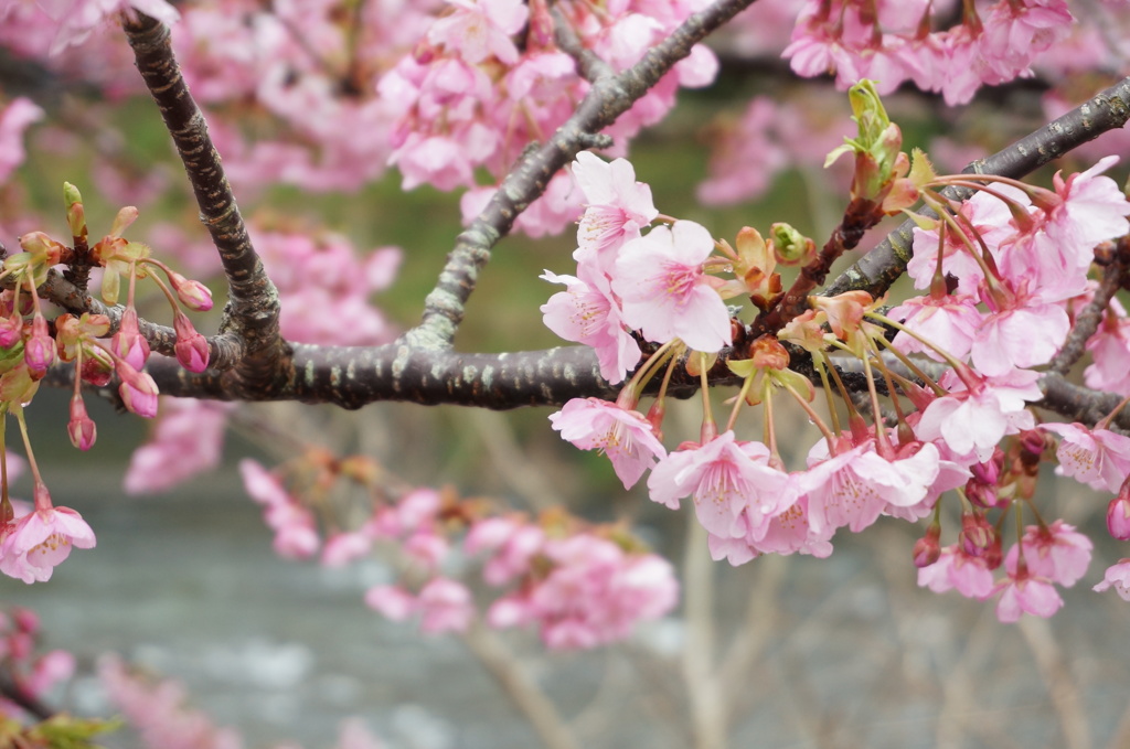 河津桜