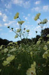 昭和記念公園の黄色いコスモス