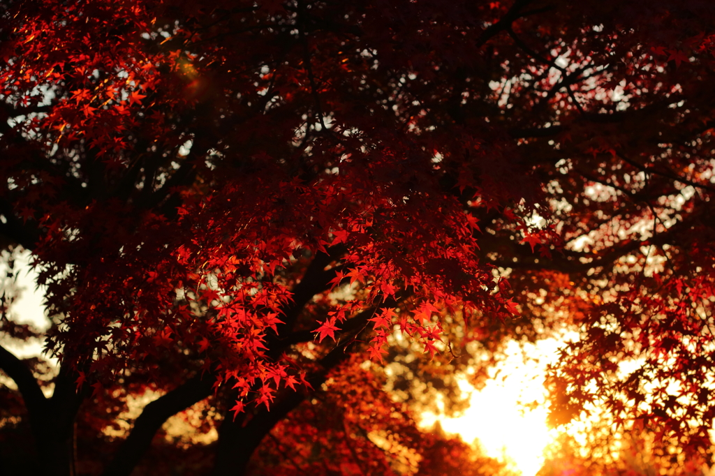 或る日の紅葉２