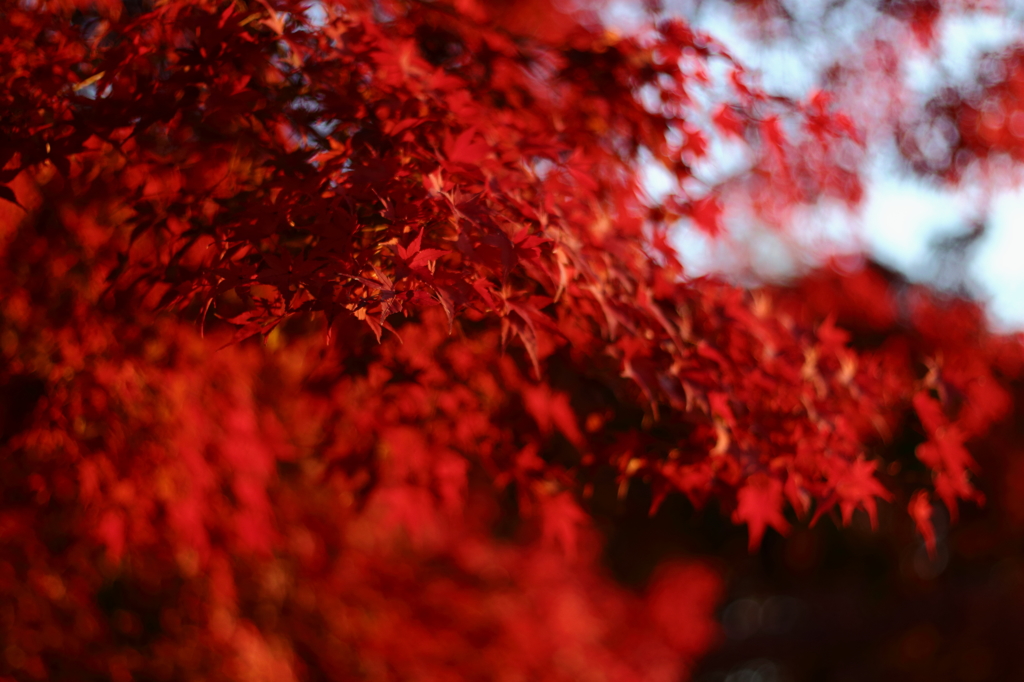 或る日の紅葉４