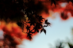 或る日の紅葉