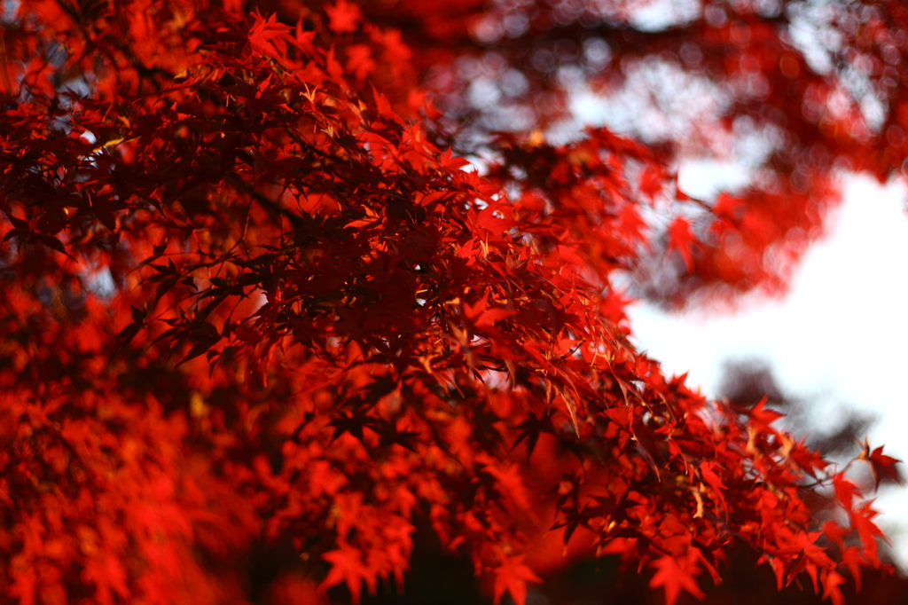 或る日の紅葉３