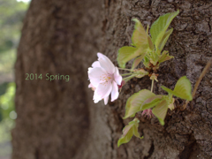2014春
