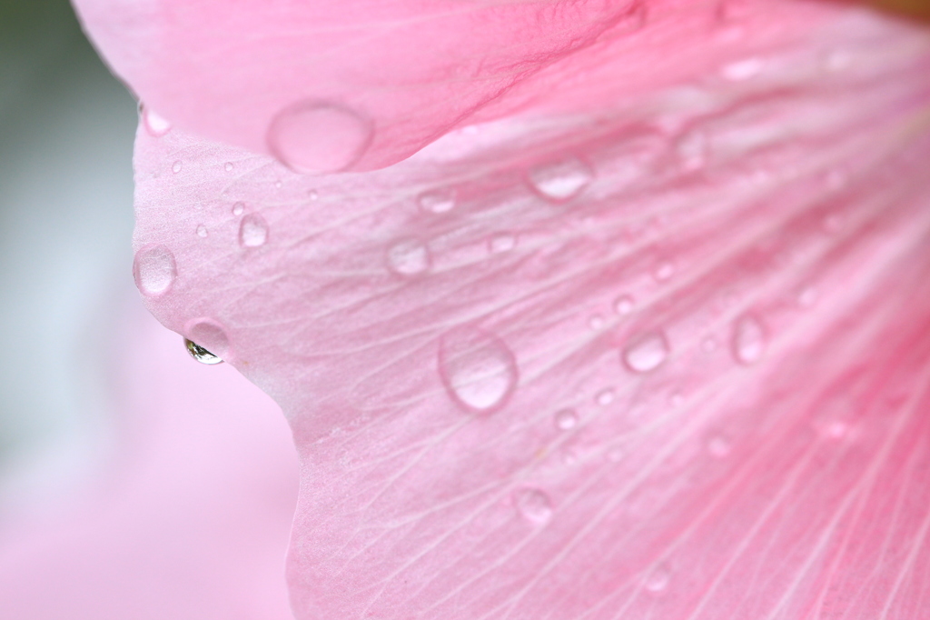 雨上がり