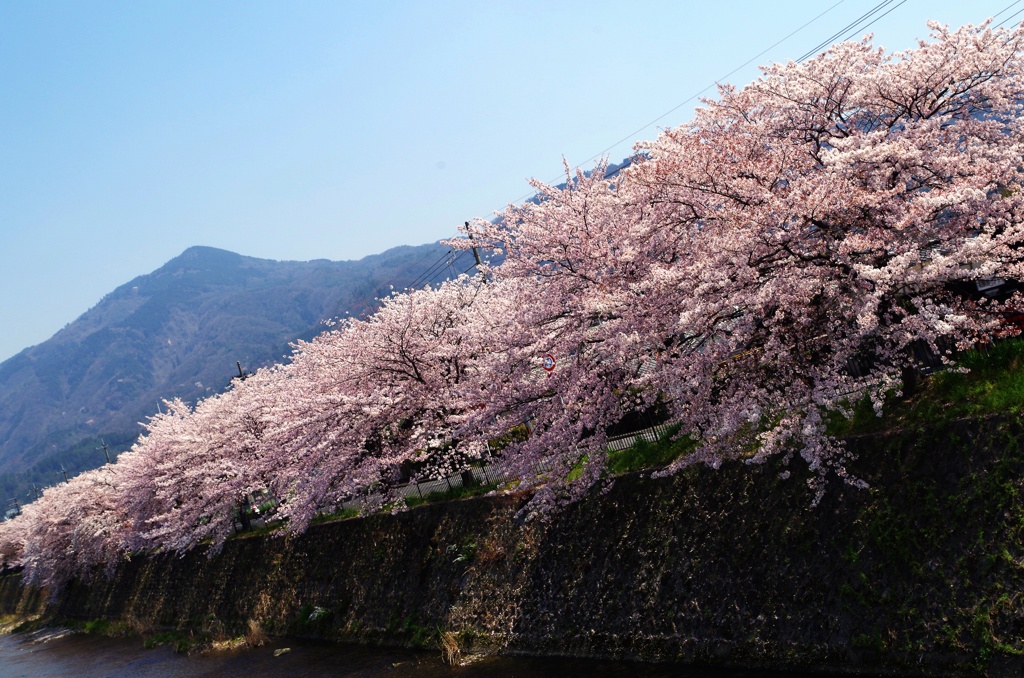 桜列車
