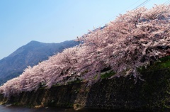 桜列車