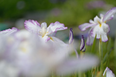 花菖蒲