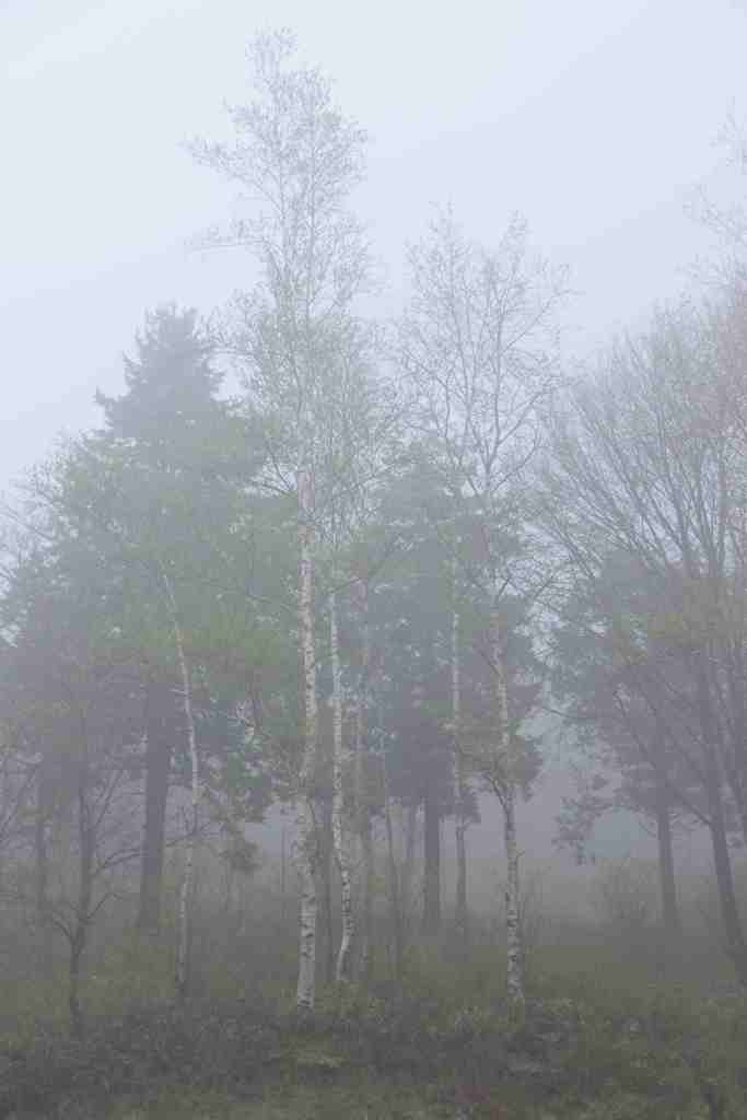 朝霧と白樺