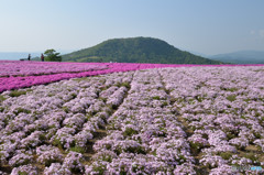 茶臼山と芝桜