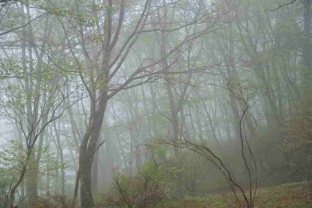 霧の中の木立