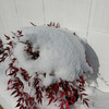 雪帽子