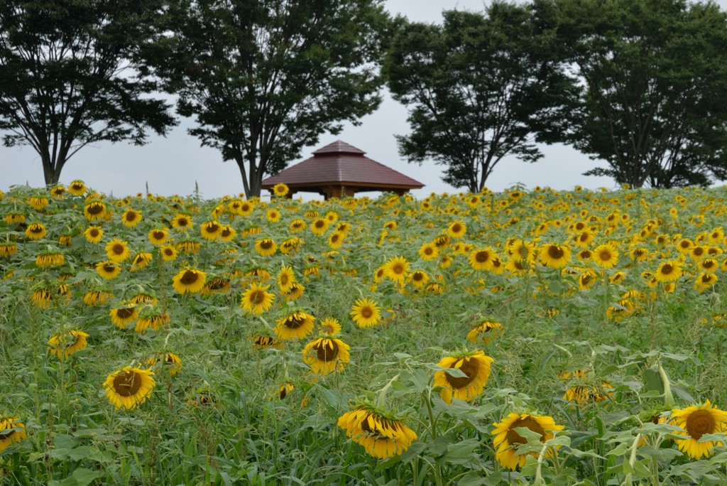 夏バテ気味❓