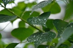 雨あがりの午後