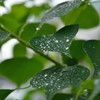雨あがりの午後