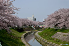 桜並木の遊歩道