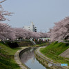 桜並木の遊歩道