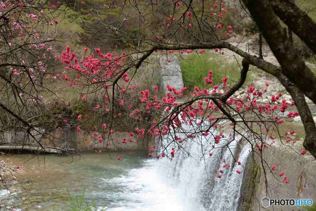 花桃と川の流れ