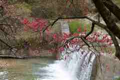 花桃と川の流れ