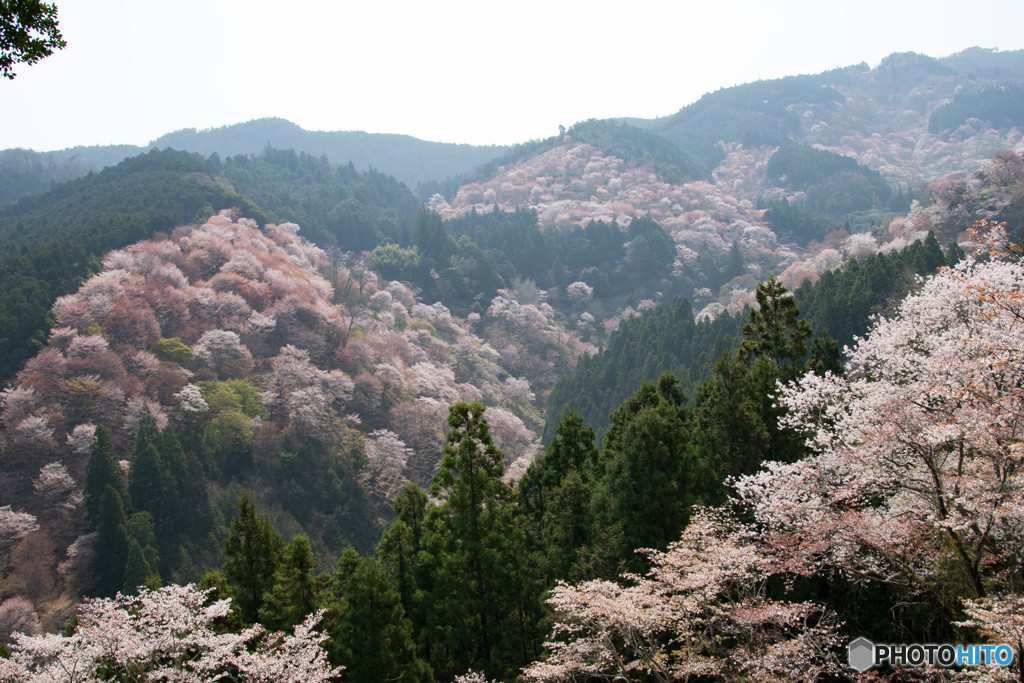 絶景千本桜