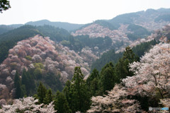 絶景千本桜