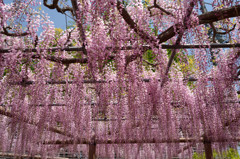 曼陀羅寺（藤）