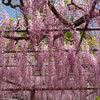 曼陀羅寺（藤）