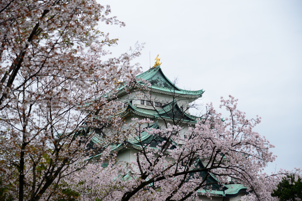 名古屋城＆サクラ
