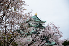 名古屋城＆サクラ